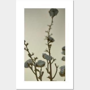 Macro view of natural grey blue cotton balls with three twigs leaning against the white wall  in the corner Posters and Art